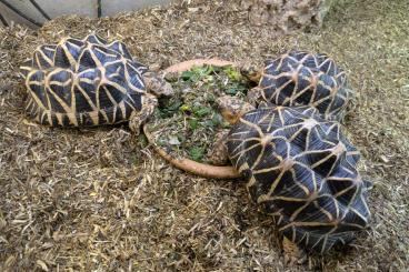 Tortoises kaufen und verkaufen Photo: 0,0,3 Geochelone elegans - Sternschildkröten Tortoises kaufen und verkaufen Photo: 0,0,3 Geochelone elegans - Sternschildkröten