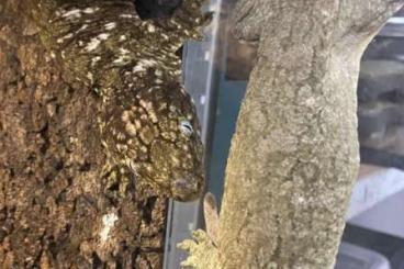 Geckos kaufen und verkaufen Foto: 1.2 Rhacodactylus leachianus 