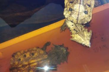 Schildkröten  kaufen und verkaufen Foto: Chelus fimbriatus mata mata