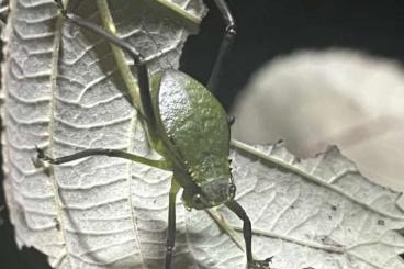 Insekten kaufen und verkaufen Foto: Riesenblattschrecken Siliquofera grandis 