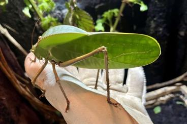 Insects kaufen und verkaufen Photo: Riesenblattschrecken Siliquofera grandis 