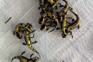 Salamander kaufen und verkaufen Foto: Salamandra salamandra Carpathica NZ 24