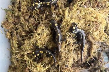 Salamander kaufen und verkaufen Foto: Salamandra algira tingitana NZ 25 Salamander kaufen und verkaufen Foto: Salamandra algira tingitana NZ 25