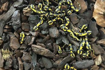 Schwanzlurche kaufen und verkaufen Photo: Salamandra Nachzuchten 2025 Schwanzlurche kaufen und verkaufen Photo: Salamandra Nachzuchten 2025