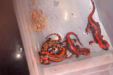 newts and salamanders kaufen und verkaufen Photo: Verschiedene Salamander abzugeben newts and salamanders kaufen und verkaufen Photo: Verschiedene Salamander abzugeben