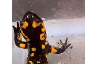 Schwanzlurche kaufen und verkaufen Foto: Verschiedene Salamander abzugeben