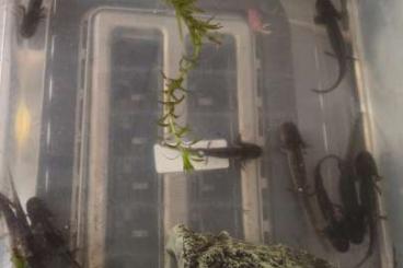newts and salamanders kaufen und verkaufen Photo: Reinerbige Axolotl Ambystoma mexicanum newts and salamanders kaufen und verkaufen Photo: Reinerbige Axolotl Ambystoma mexicanum
