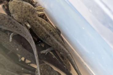 Schwanzlurche kaufen und verkaufen Foto: Reinerbige Axolotl Ambystoma mexicanum Schwanzlurche kaufen und verkaufen Foto: Reinerbige Axolotl Ambystoma mexicanum
