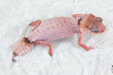 Geckos kaufen und verkaufen Foto: Nephrurus cinctus / Eurydactylodes vieillardi
