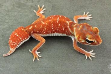 Geckos kaufen und verkaufen Foto: Nephrurus                 