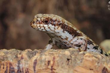Echsen  kaufen und verkaufen Foto: Varanus / Egernia              
