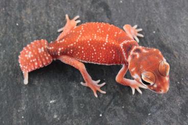 Geckos kaufen und verkaufen Foto: Nephrurus levis levis         