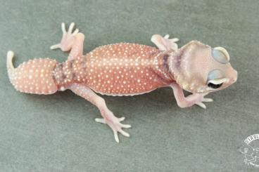 Geckos kaufen und verkaufen Foto: Nephrurus levis levis         