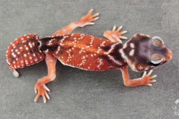 Geckos kaufen und verkaufen Photo: Nephrurus levis levis - Red line           