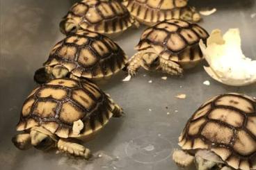 Schildkröten  kaufen und verkaufen Foto: Centrochelys sulcata cb 19  AND 23