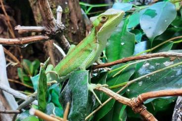 other lizards kaufen und verkaufen Photo: Laemanctus longipes für Hannover 1.5.