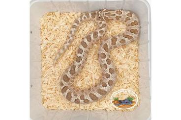 Schlangen kaufen und verkaufen Foto: Heterodon nasicus / Hakennasennatter