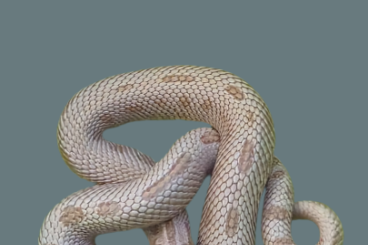 Schlangen kaufen und verkaufen Photo: Adulte Heterodon nasicus Hakennasennatter Schlangen kaufen und verkaufen Photo: Adulte Heterodon nasicus Hakennasennatter