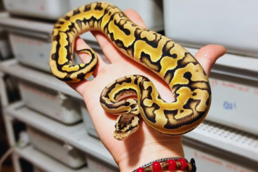 Ball Pythons kaufen und verkaufen Photo: Ball Python for HAMM or HOUTEN Ball Pythons kaufen und verkaufen Photo: Ball Python for HAMM or HOUTEN