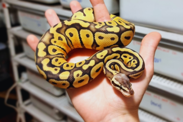 Ball Pythons kaufen und verkaufen Photo: Ball Python for HAMM or HOUTEN Ball Pythons kaufen und verkaufen Photo: Ball Python for HAMM or HOUTEN