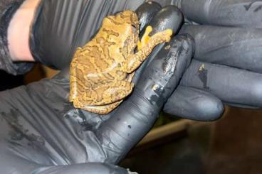 frogs kaufen und verkaufen Photo: Leptopelis boulengeri cameroon