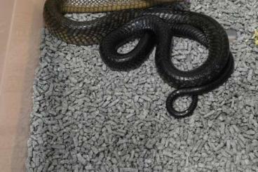 Venomous snakes kaufen und verkaufen Photo: Stocklist venomous ExoticHerpShop Venomous snakes kaufen und verkaufen Photo: Stocklist venomous ExoticHerpShop