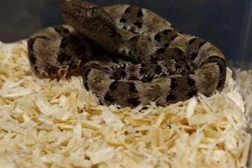 Venomous snakes kaufen und verkaufen Photo: Venomous snakes for hamm houten or shipping with courrier