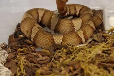 Venomous snakes kaufen und verkaufen Photo: Stock animals available for collection or hamm/houten