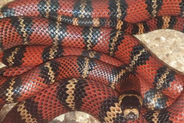 Snakes kaufen und verkaufen Photo: 1,1 Lampropeltis (triangulum) abnorma