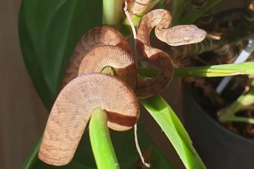 Boas kaufen und verkaufen Foto: Puerto Rico Boas Nachzuchten 2021 abzugeben