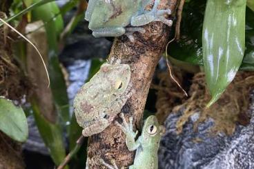 frogs kaufen und verkaufen Photo: Boana pellucens Zuchtgruppe ready to breed