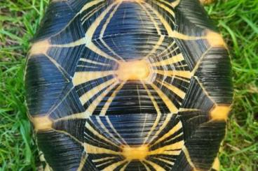 Schildkröten  kaufen und verkaufen Foto: 0,1   Astrochelys radiata