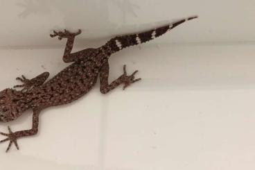 Geckos kaufen und verkaufen Foto: Phyllurus caudianulatus NZ Geckos kaufen und verkaufen Foto: Phyllurus caudianulatus NZ