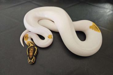 Ball Pythons kaufen und verkaufen Photo: HAMM: Super Gravel Pied 400€ Ball Pythons kaufen und verkaufen Photo: HAMM: Super Gravel Pied 400€