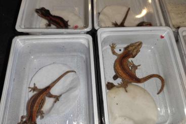 Lizards kaufen und verkaufen Photo: Auriculatus male for Hamm