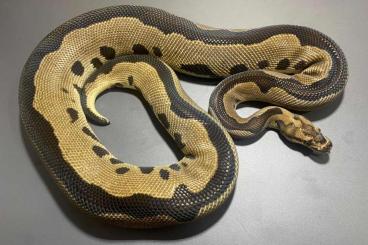 Königspythons kaufen und verkaufen Photo: Adult Königspython Python regius 
