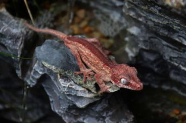 Geckos kaufen und verkaufen Photo: Rhacodactylus auriculatus High Red Tabasco Line