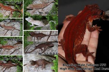 Geckos kaufen und verkaufen Photo: 2.0.4 Rhacodactylus Auriculatus  aus High Red Gruppe Tabasco Line