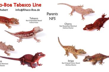 Geckos kaufen und verkaufen Foto: 2.0.6 Rhacodactylus Auriculatus High Red Tabasco Line
