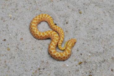Snakes kaufen und verkaufen Photo: Heterodon nasicus ALBINO CONDA hetero Lavender,
