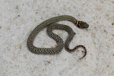 Schlangen kaufen und verkaufen Foto: ULTRAGRANIT Lampropeltis m.mexicana CB 2023