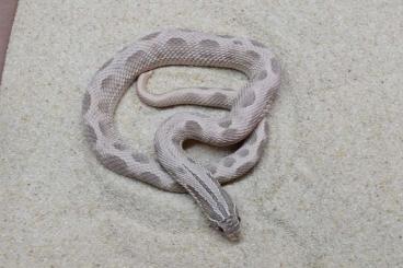 Schlangen kaufen und verkaufen Foto: LAVENDER CONDA Heterodon nasicus 66% poss.het. albino