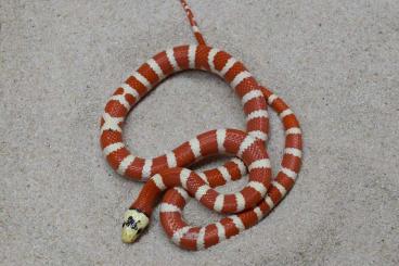 Snakes kaufen und verkaufen Photo: Applegate phase Lampropeltis p. pyromelana CB 2022