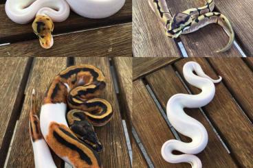 Königspythons kaufen und verkaufen Foto: Königspython Regius Piebald, Het Piebald, Spied, 