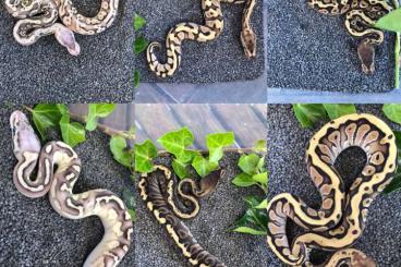 Pythons kaufen und verkaufen Photo: Granite HGW Phantom NZ21| 0,1 Butter Fire Pastel | 0,2 Spider Piebald 