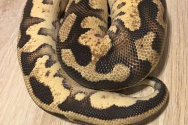 Ball Pythons kaufen und verkaufen Photo: Het Piebald Firefly, Butter Pastel GHI, Spied