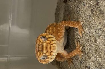 Geckos kaufen und verkaufen Photo: 1.1 Nephrurus amyae CB24 Hamm 