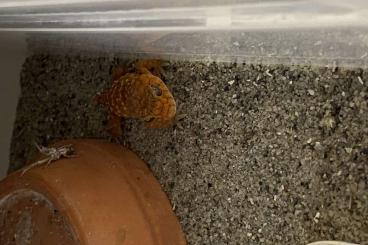 Geckos kaufen und verkaufen Foto: 1.1.2 Nephrurus amyae forsale or trade
