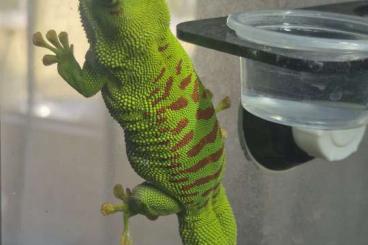 Geckos kaufen und verkaufen Foto: Madagaskar Taggecko 0.1.2