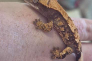 Geckos kaufen und verkaufen Foto: 0.0.7 Kronengeckos Nachzuchten von 08/24-12/24 Geckos kaufen und verkaufen Foto: 0.0.7 Kronengeckos Nachzuchten von 08/24-12/24